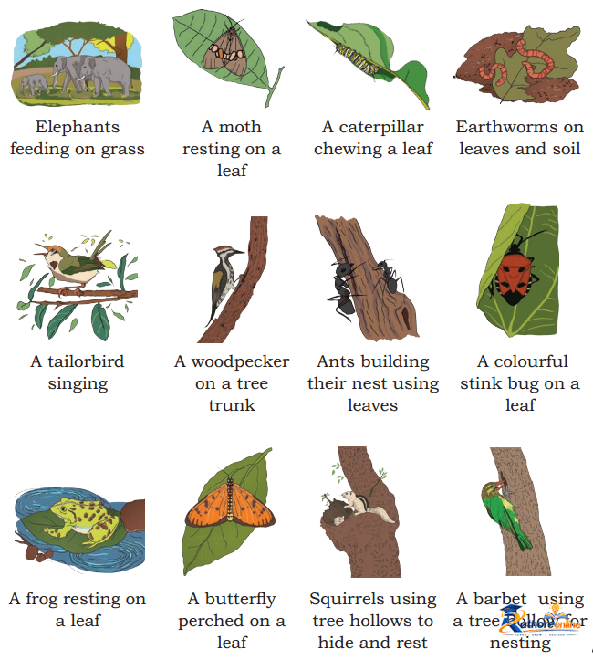 Plants And Animals Live Together - Image 1