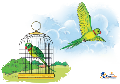 The Wise Parrot - Image 5