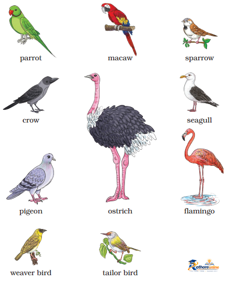 The Wise Parrot - Image 9