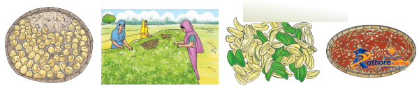 The Mystery Food - Image 2