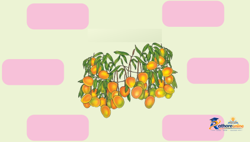 The Mystery Food - Image 3