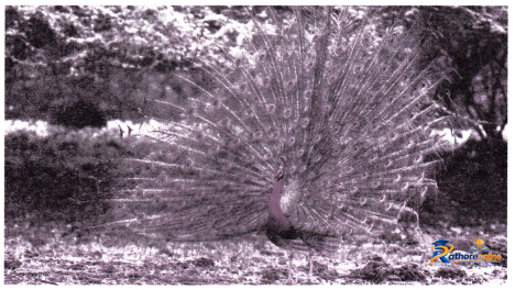 Varsha Bahaar - Image 4