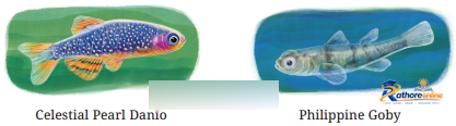 Peek Beyond The Point - Image 10