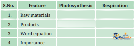 Life Processes Plants - Image 4