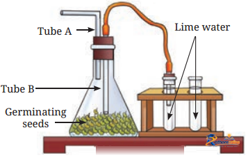 Life Processes Plants - Image 20