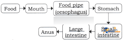 Life Processes Animals - Image 2