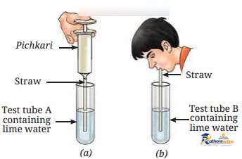Life Processes Animals - Image 8