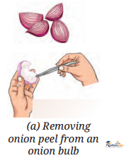 The Invisible Living World_ Beyond - Image 11