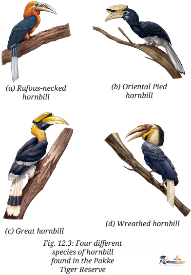 Patterns Life Diversity And Classification - Image 18
